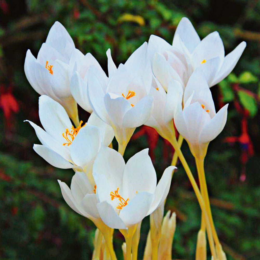 Crocus speciosus 'Albus'
