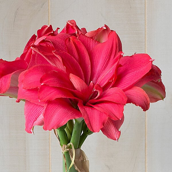 Amaryllis 'Candy Nymph'