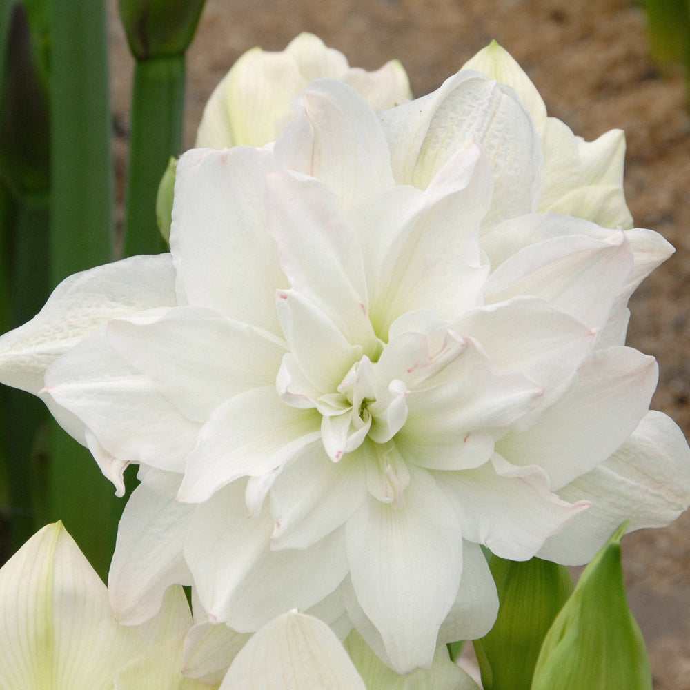 Amaryllis 'Arctic Nymph,' one bulb with hurricane vase kit