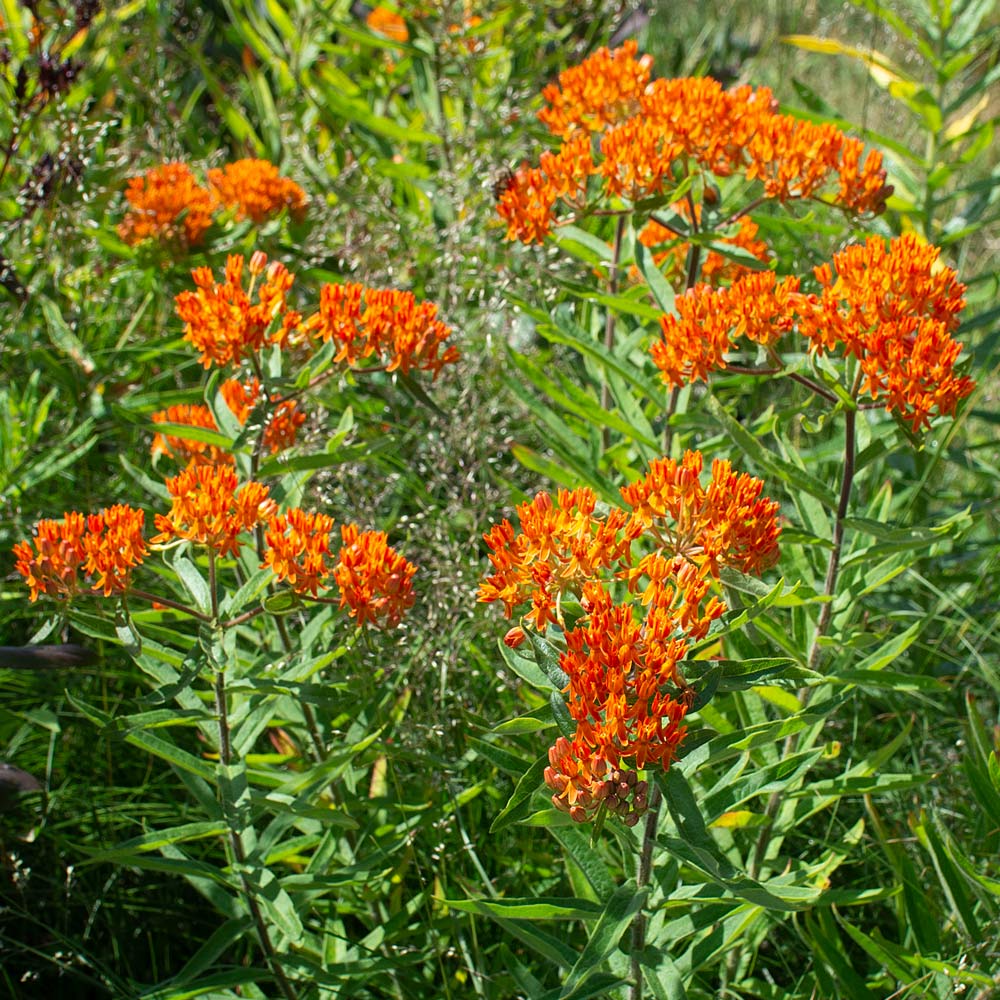 Asclepias tuberosa, tray of 50 plugs