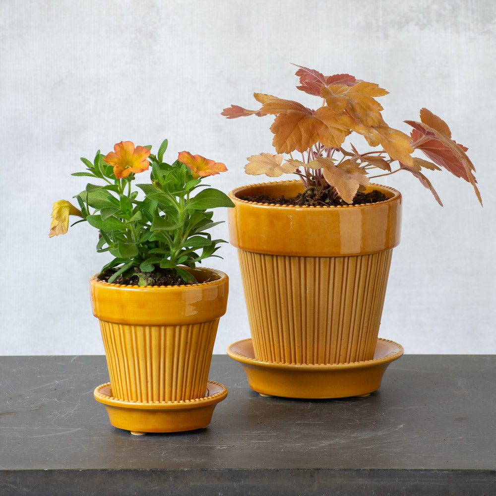 Bergs Simona Pot & Saucer, Glazed Yellow