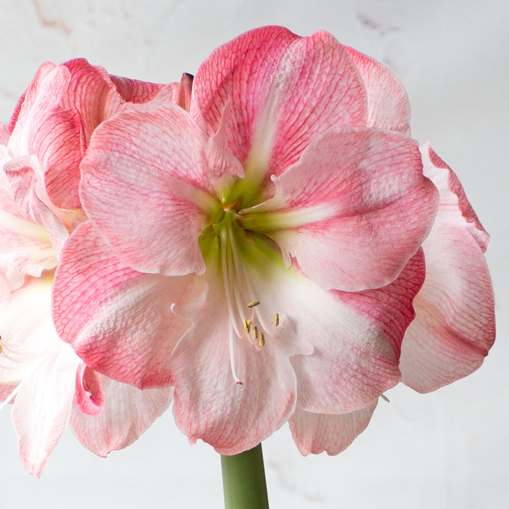 Amaryllis 'Blossom Grandise,' one bulb in gray ceramic cachepot