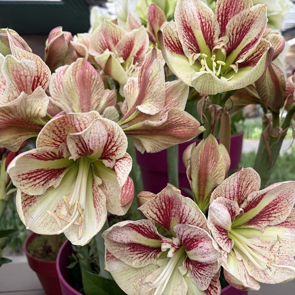Amaryllis 'Burgundy Haze,' one bulb in linen bag