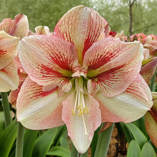 Amaryllis 'Burgundy Haze'