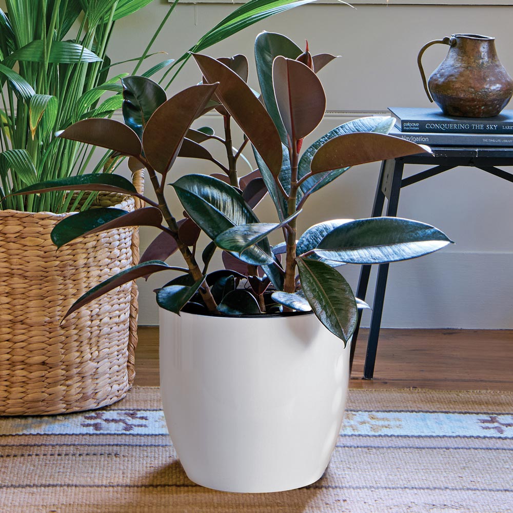 Burgundy Rubber Plant