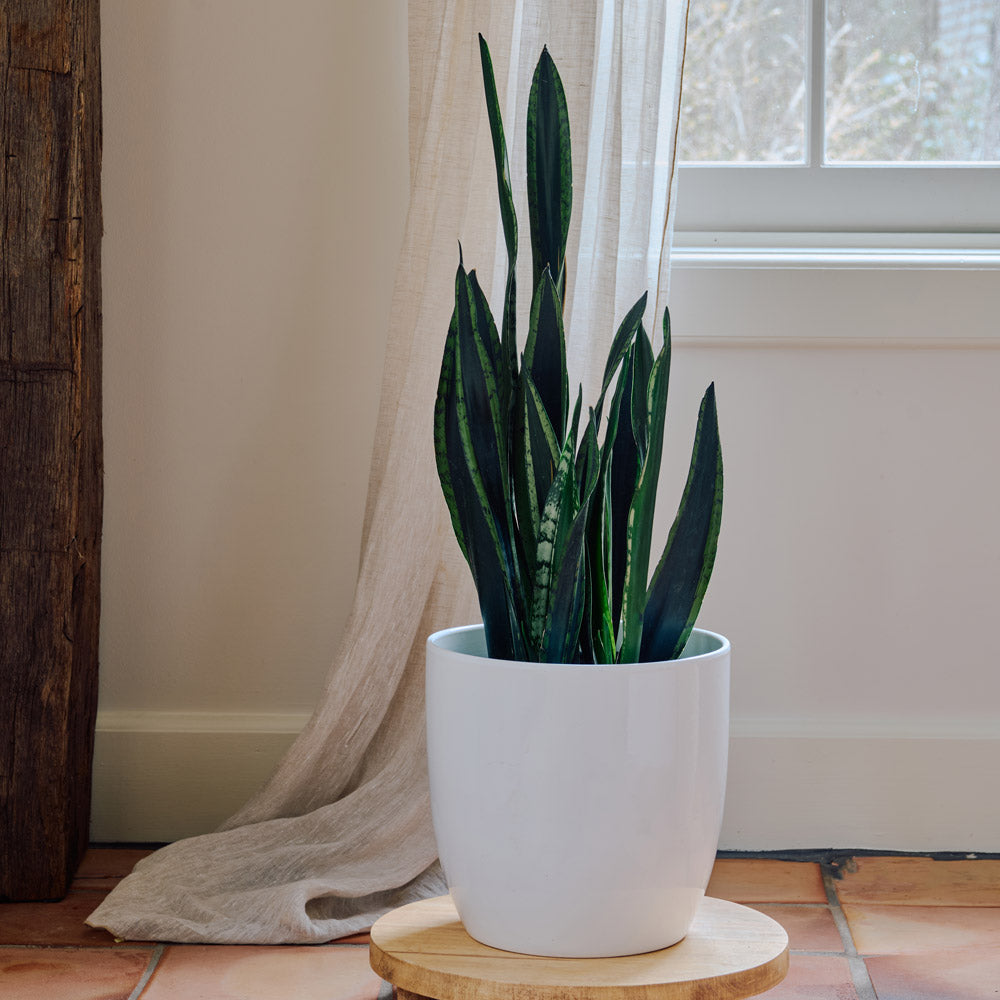 Snake Plant 'Crystal Flame' in ceramic cachepot