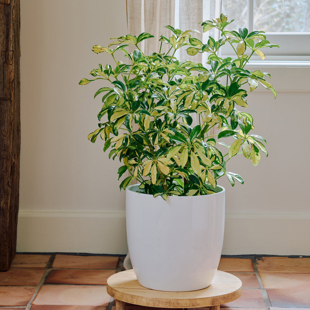 Umbrella Plant 'Trinette'