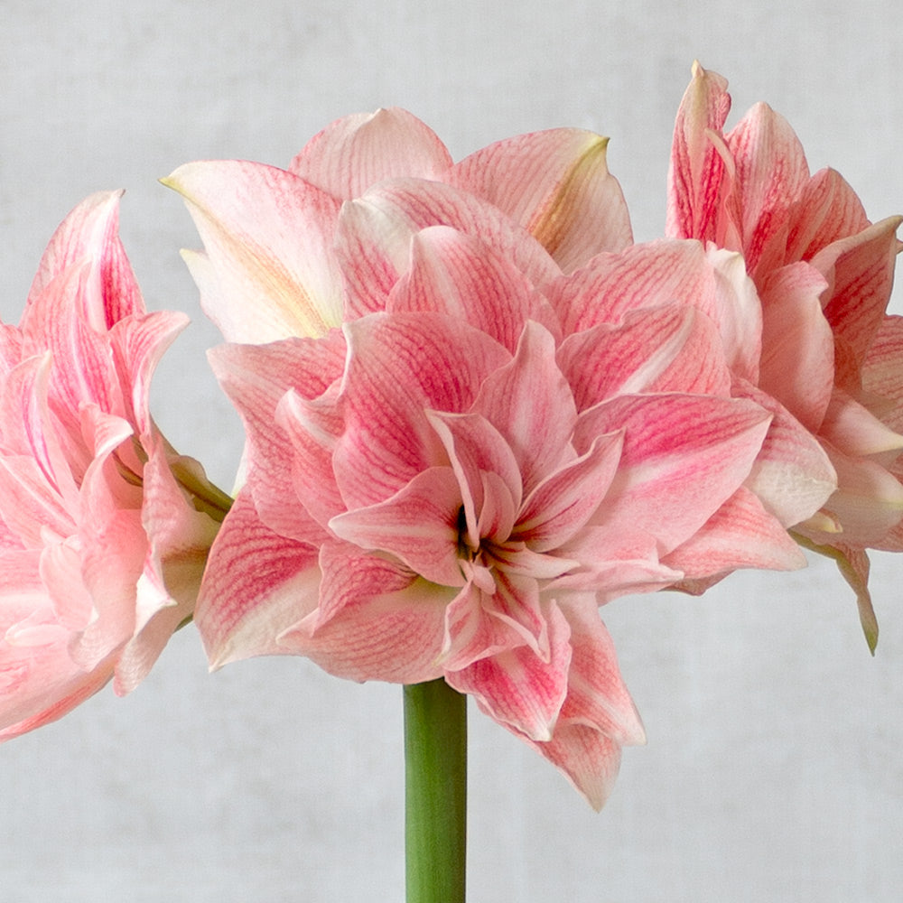 Amaryllis 'Candy Belle,' two nursery pots in natural jute basket