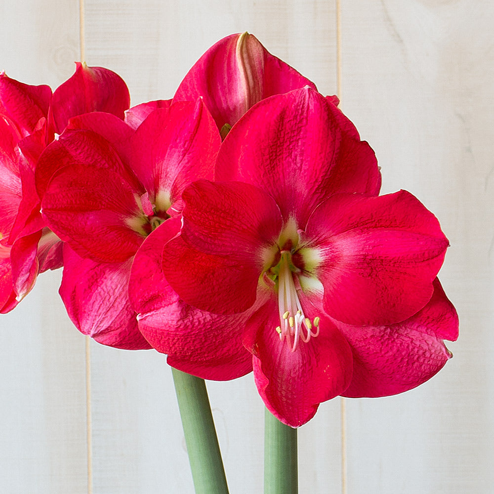 Amaryllis 'Candy Cream'