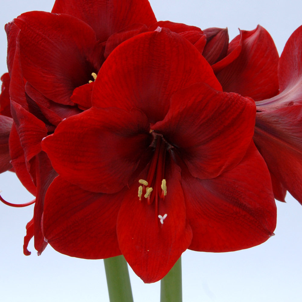 Amaryllis 'Carmen,' one bulb in nursery pot