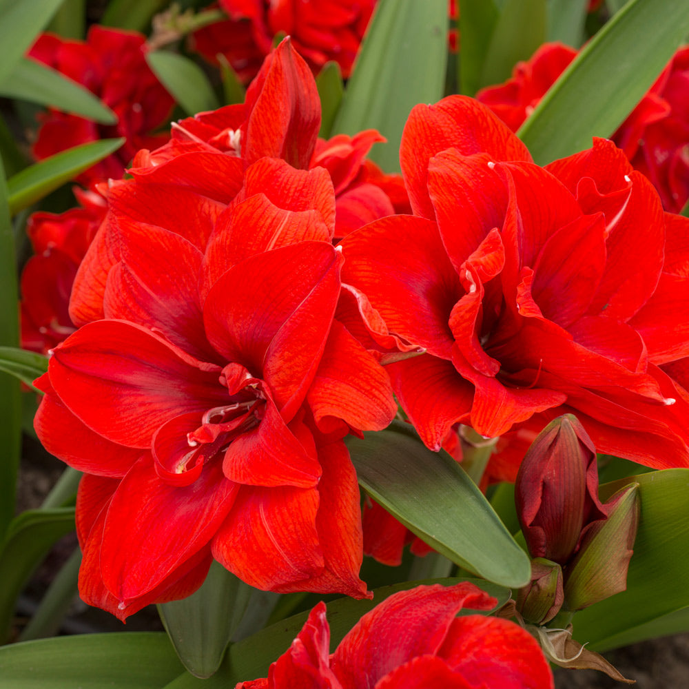 Amaryllis 'Cherry Nymph'