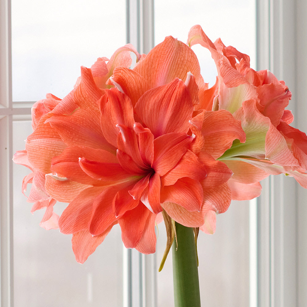 Amaryllis 'Coral Belle'
