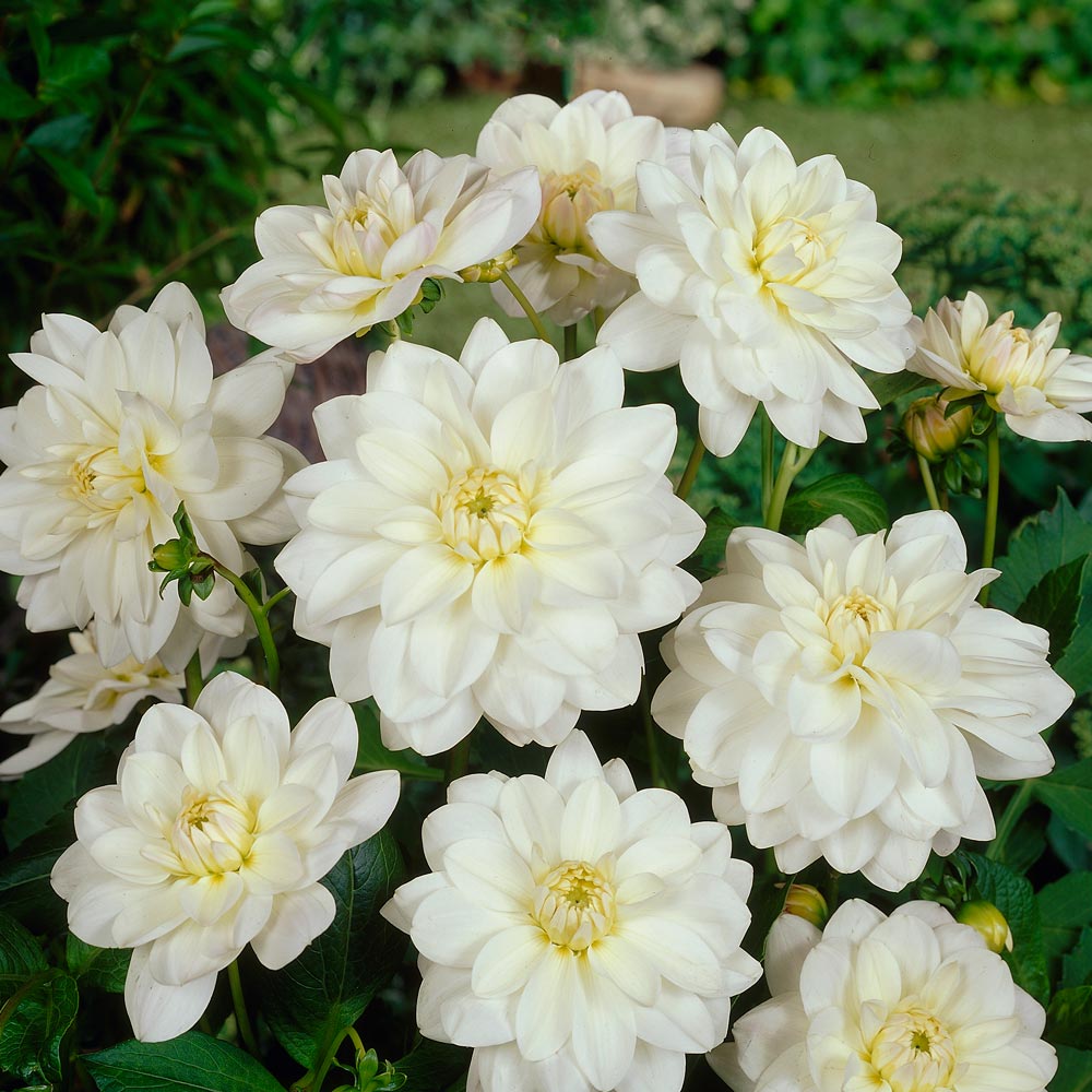 Debutante Dahlia Trio