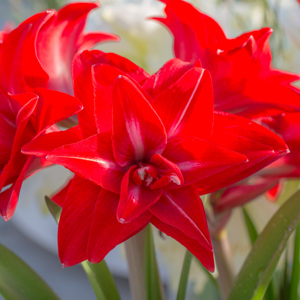 Amaryllis 'Double Delicious,' one bulb in nursery pot