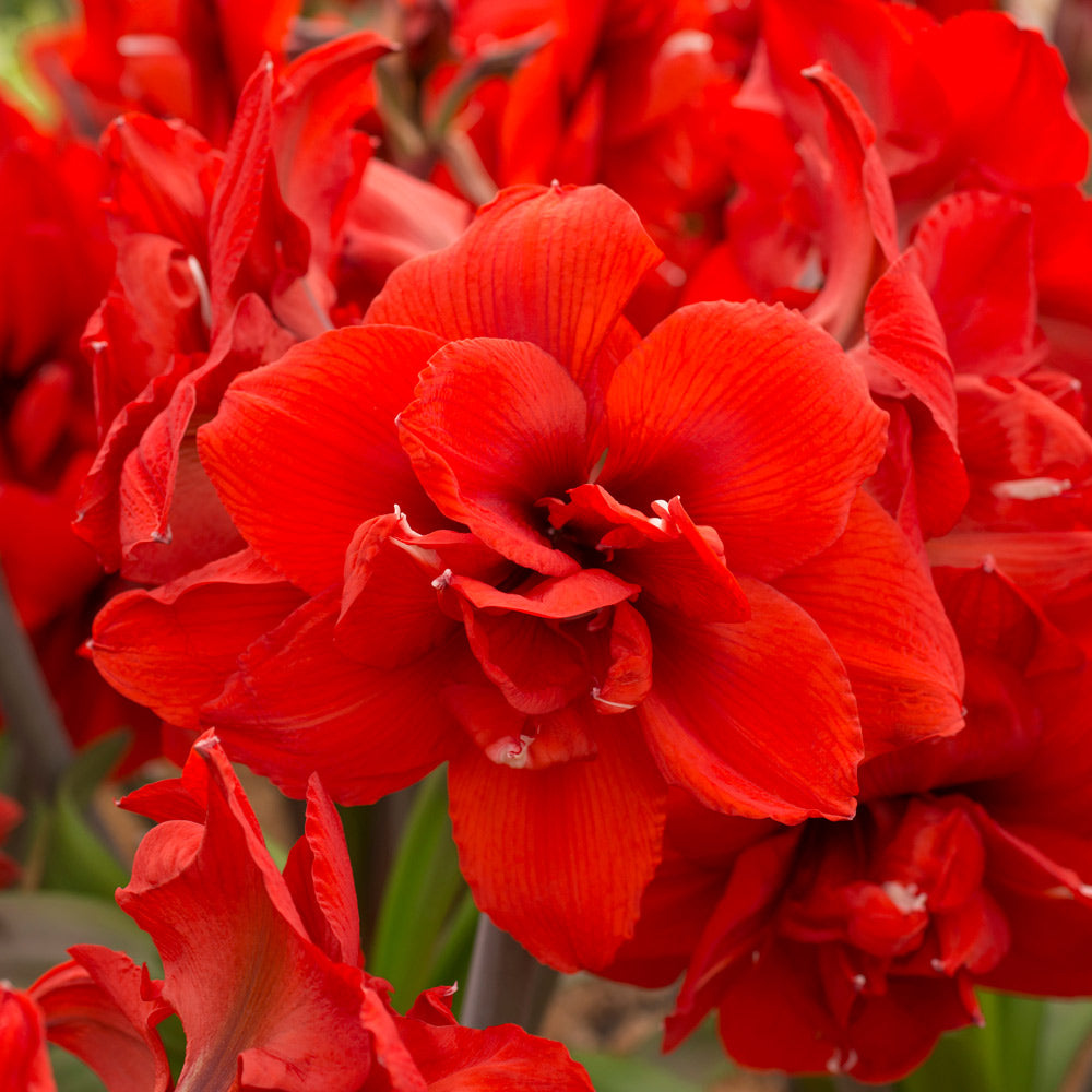 Amaryllis 'Double King'