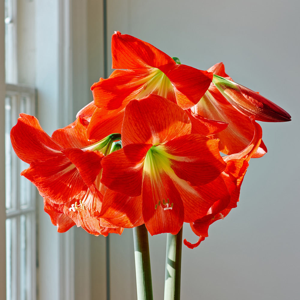 Amaryllis 'Electra'