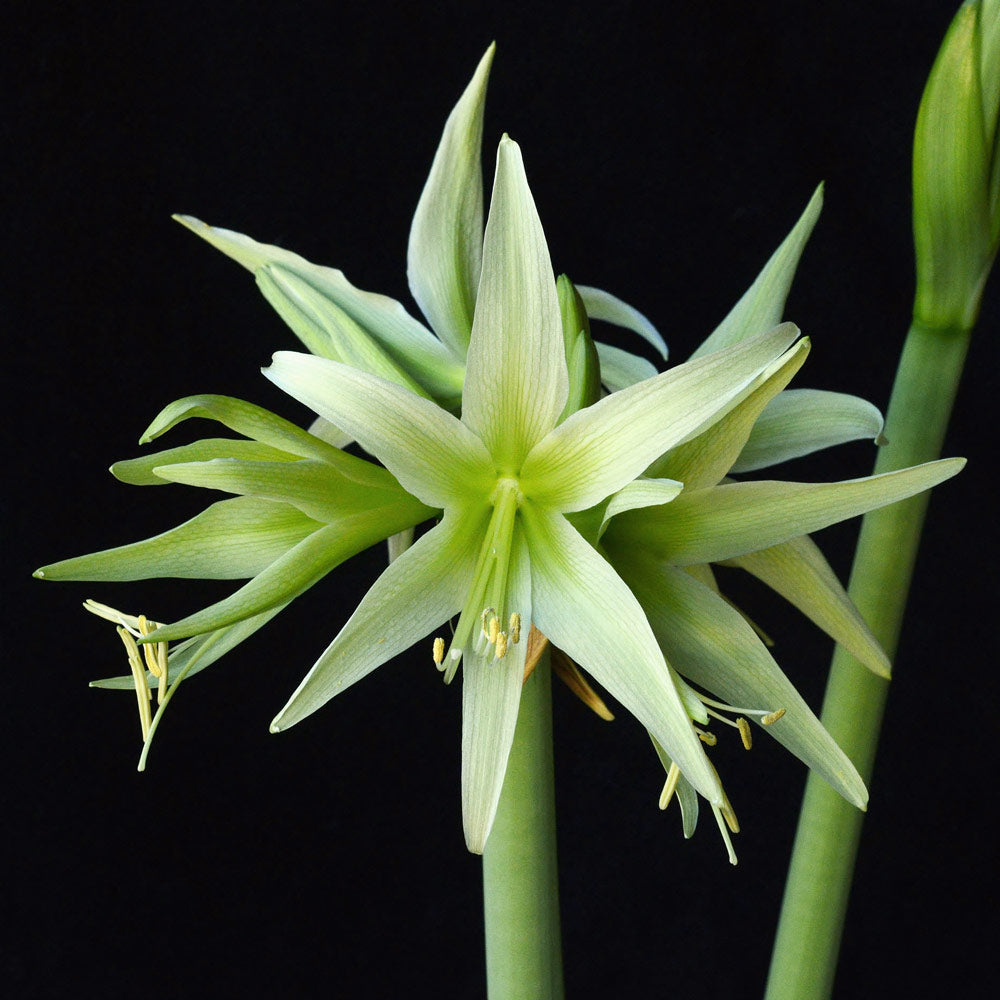 Amaryllis 'Evergreen'