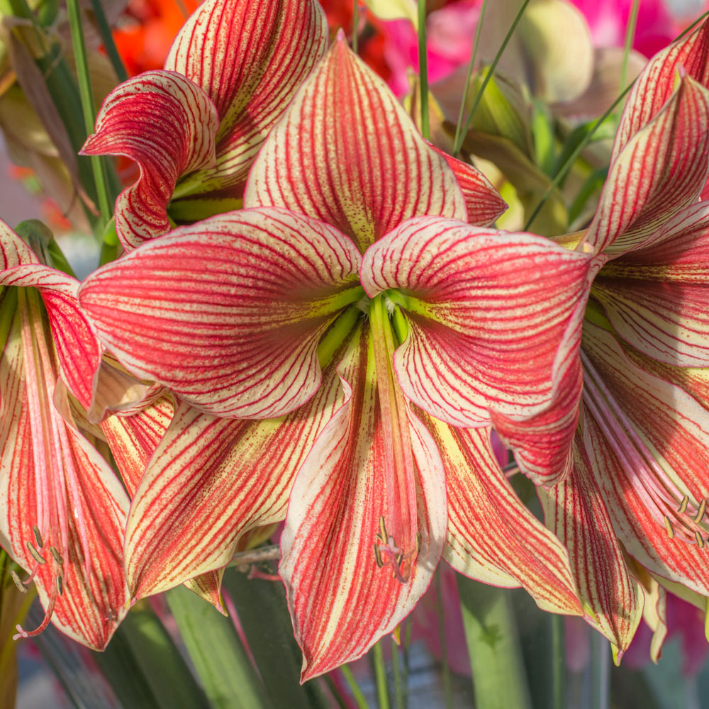 Amaryllis 'Exotic Star,' one bulb in natural jute basket