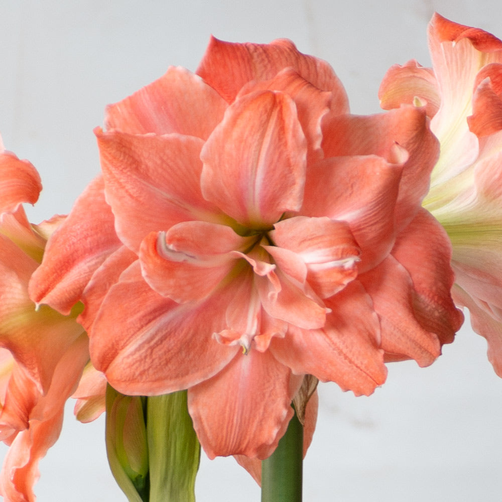 Amaryllis 'Flamingo Amadeus'