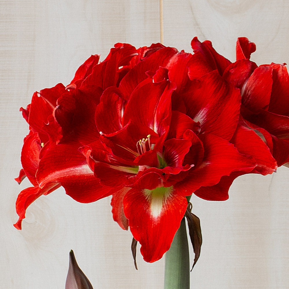 Amaryllis 'Happy Nymph'