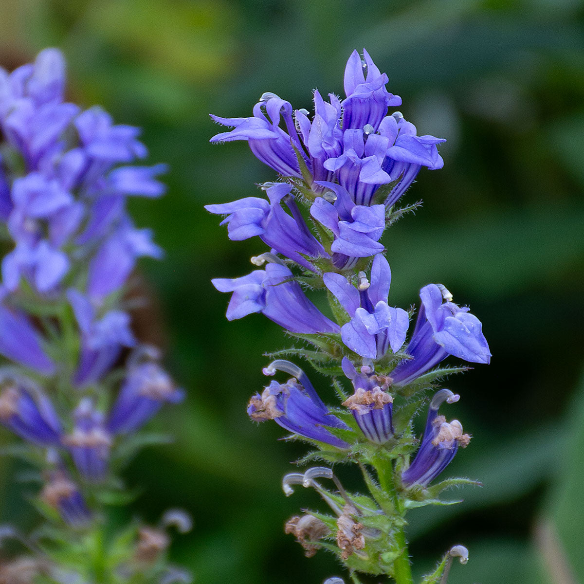 Lobelia siphilitica