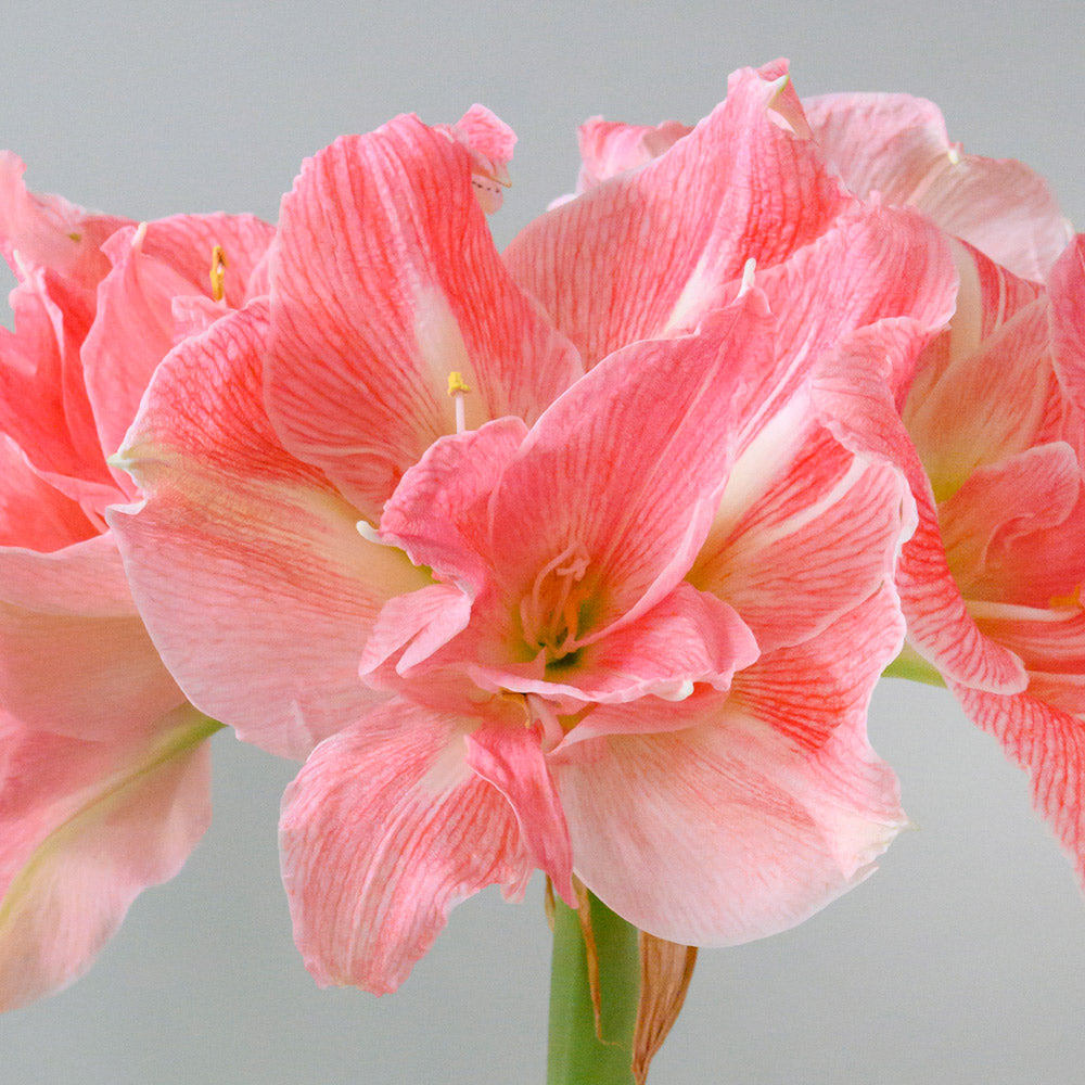 Amaryllis 'Lovely Nymph'