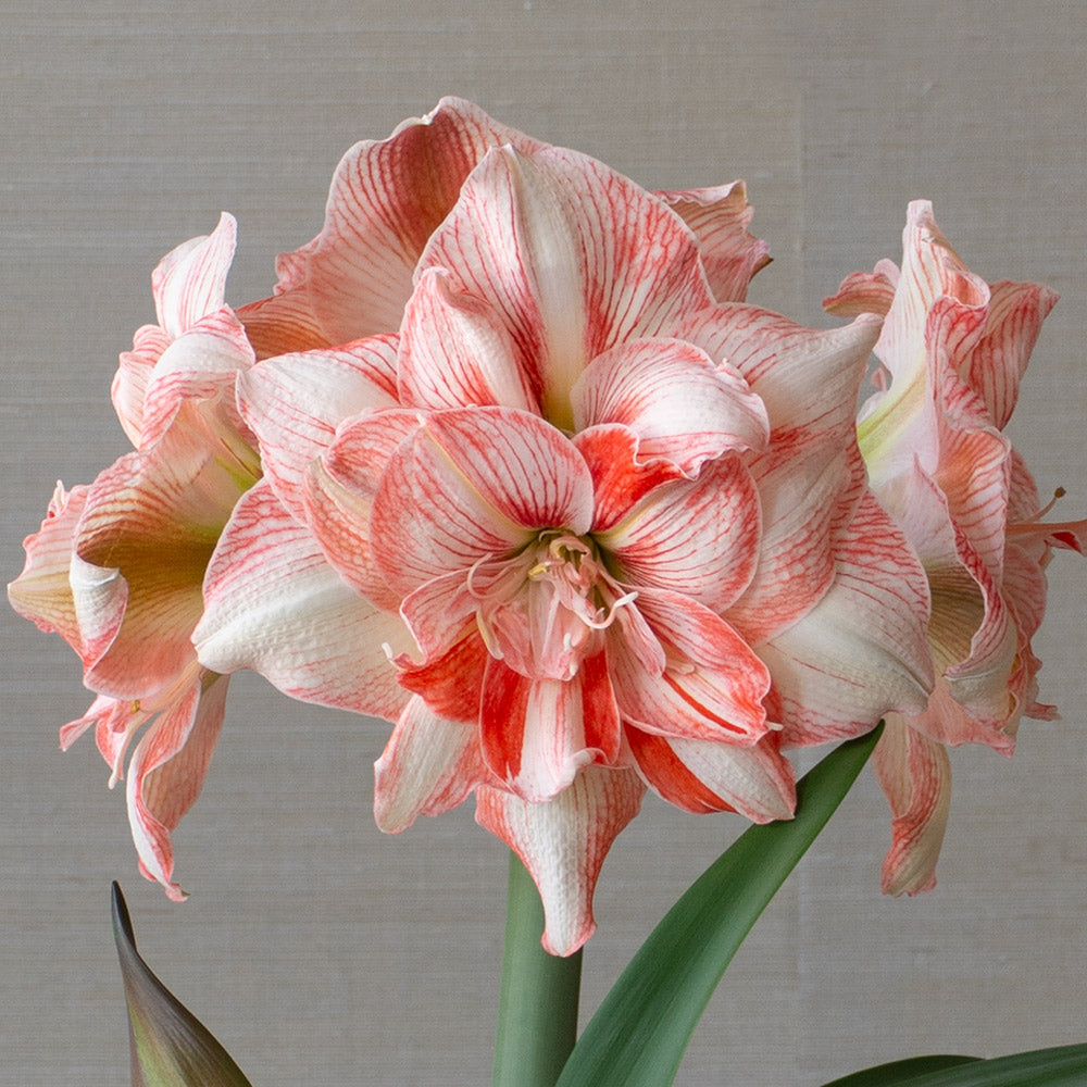 Amaryllis 'Lucky Nymph'
