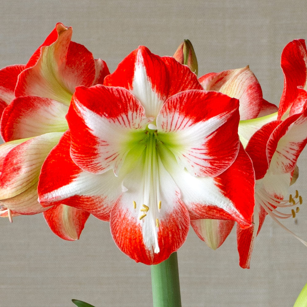 Amaryllis 'Mascotte,' one bulb in natural jute basket