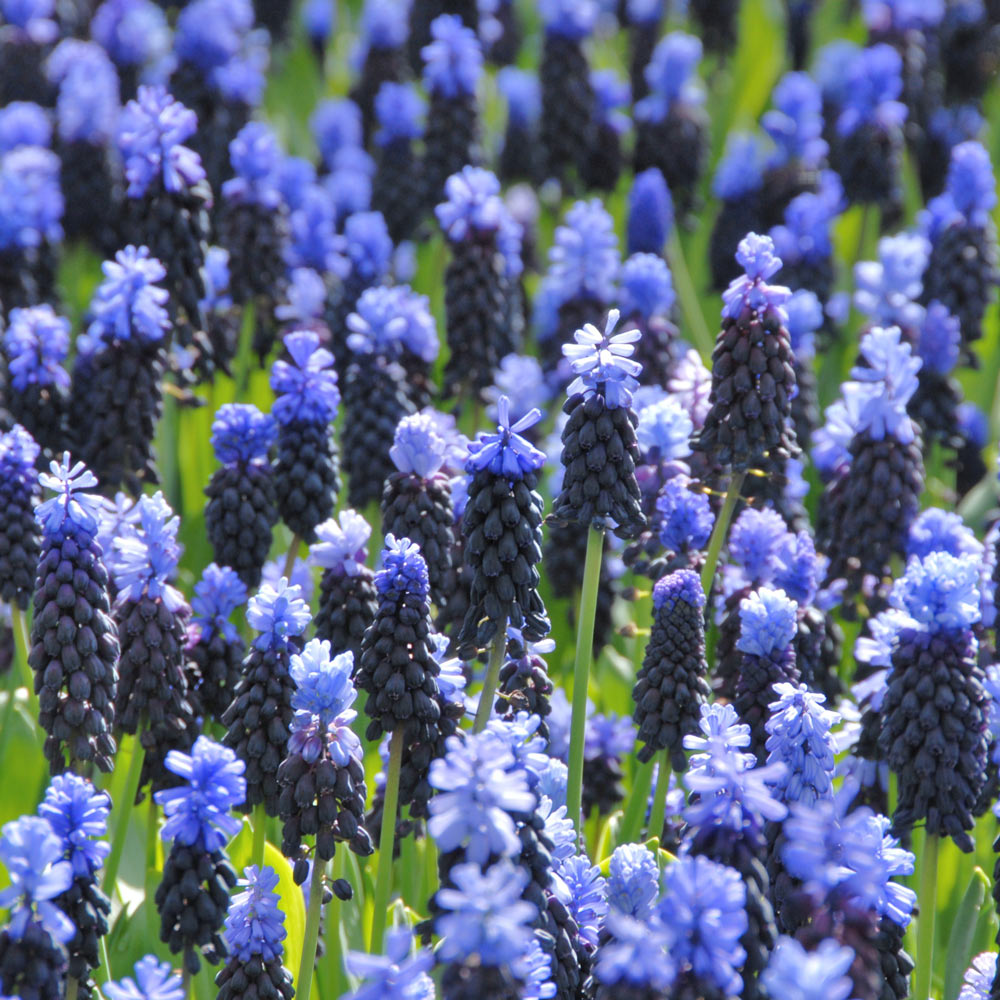 Heralding Spring Duo