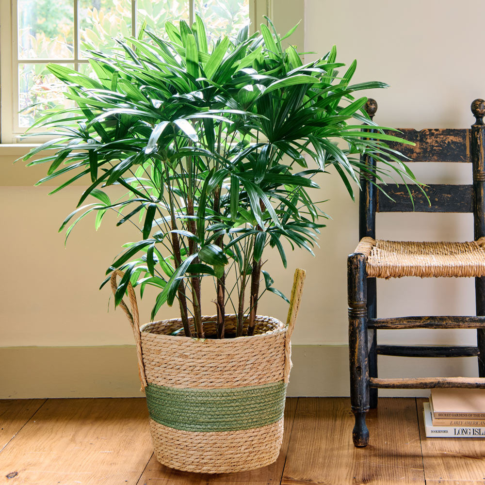 Lady Palm in green-stripe basket