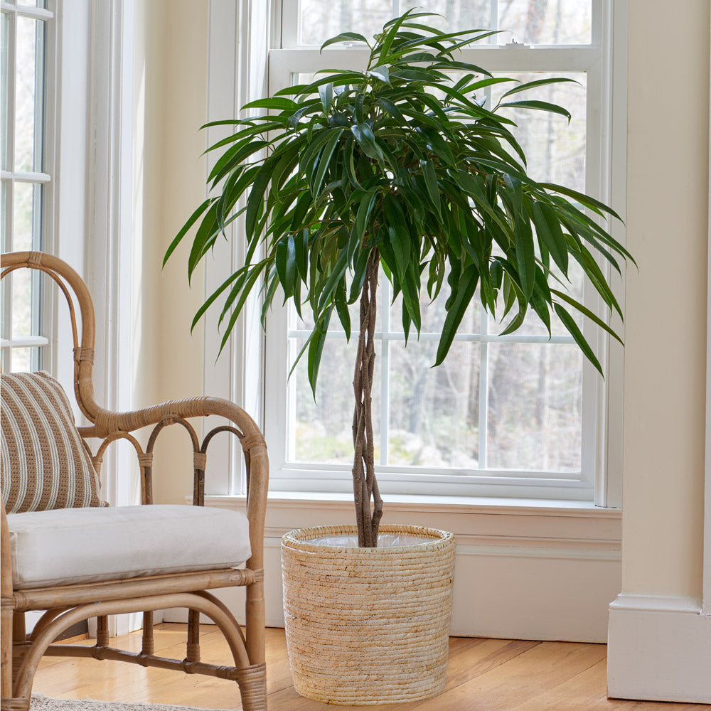 Banana-Leaf Fig