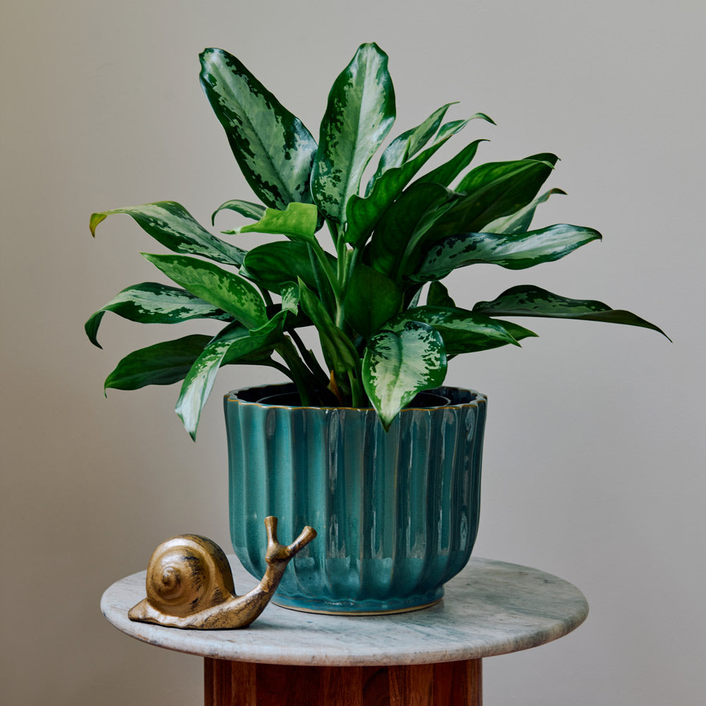 Chinese Evergreen 'Jubilee Petite'