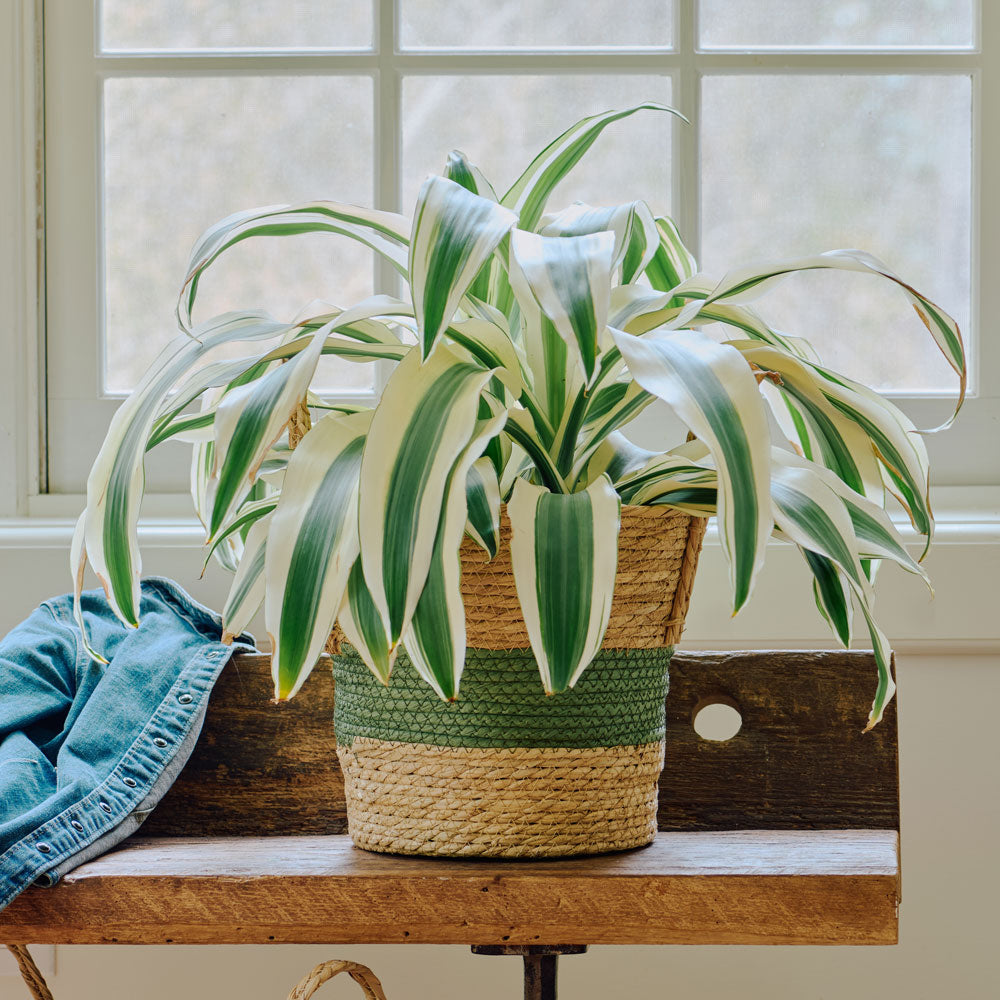 Dracaena 'White Aspen'