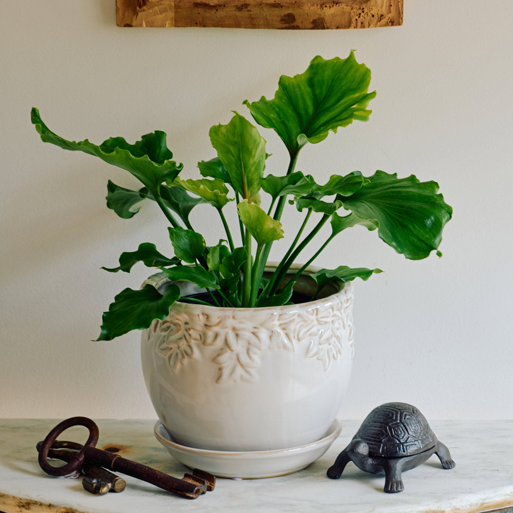 Philodendron 'Hope'