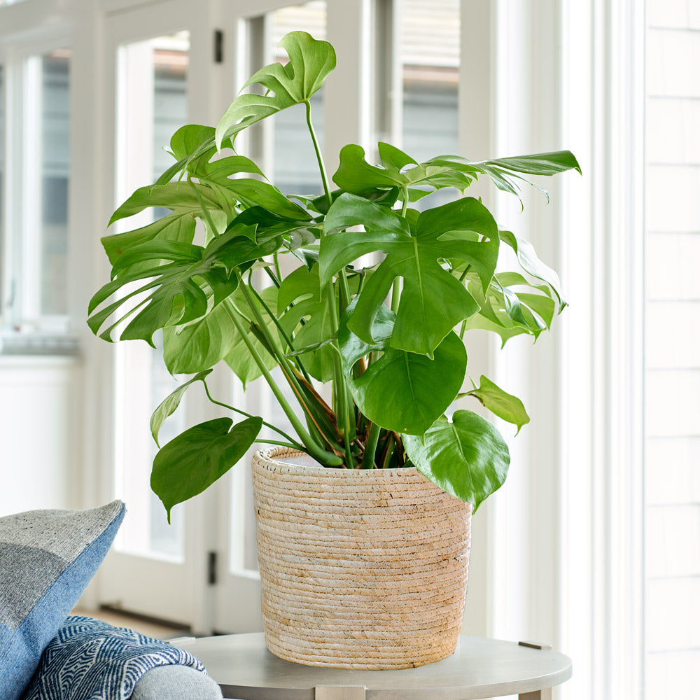 Split-Leaf Philodendron