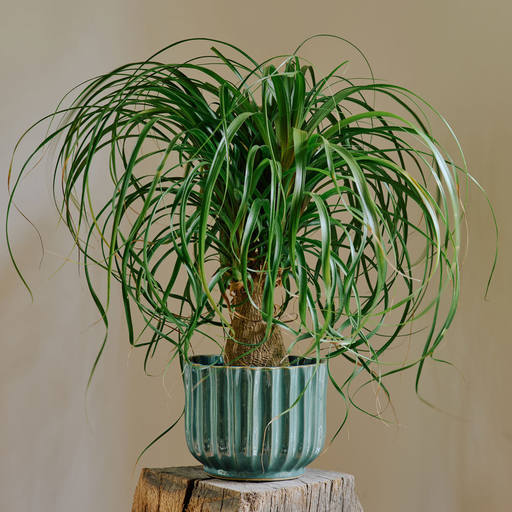 Ponytail Palm