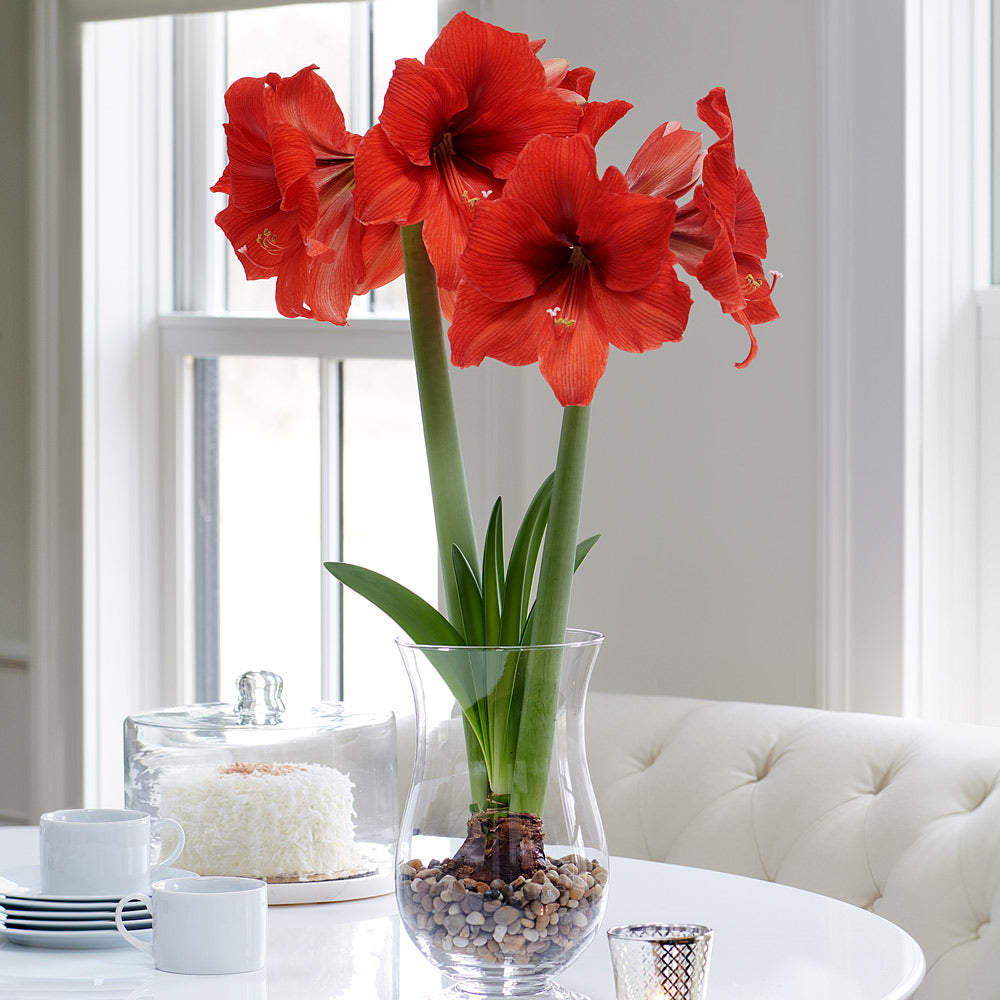 Amaryllis 'Gold Medal,' one bulb with hurricane vase kit