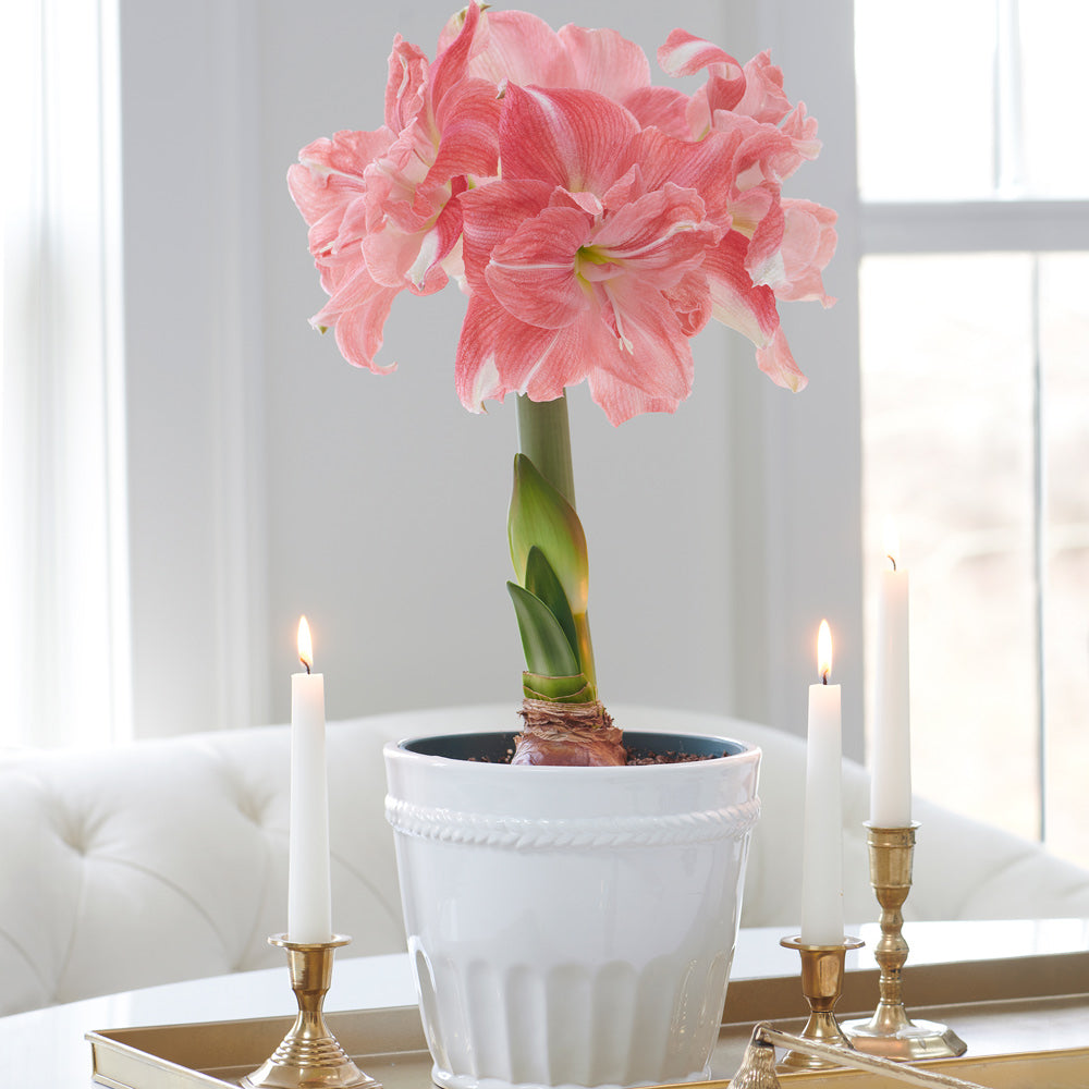 Amaryllis 'Rozetta,' one bulb in white ceramic cachepot
