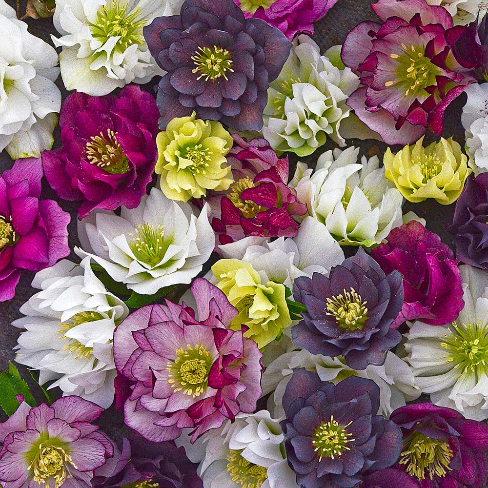 Spring Beauties Hellebore & Daffodil Collection