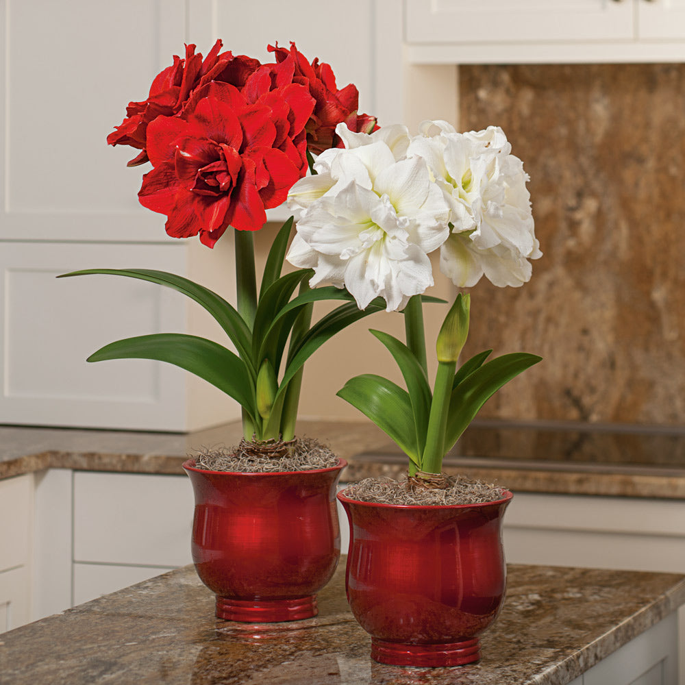 Amaryllis Nymph Duo