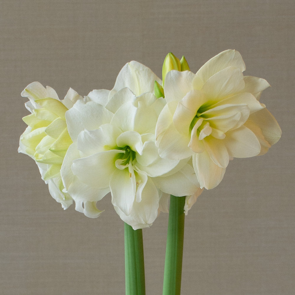 Amaryllis 'Alfresco'