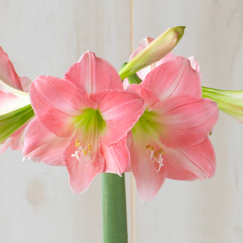 Amaryllis 'Rebecca,' one bulb with tapered hurricane vase kit