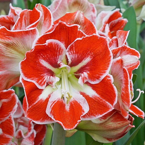 Bicolor Amaryllis in Bronzed Metal Cachepots to 3 Different Addresses - Standard Shipping Included