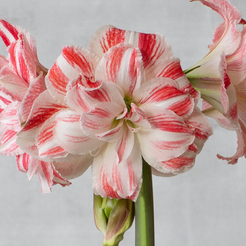 Amaryllis 'Amazing Belle'