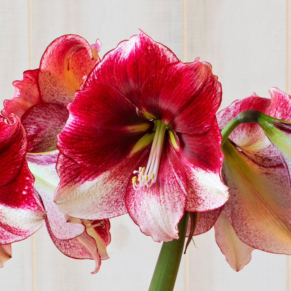Amaryllis 'American Dream'