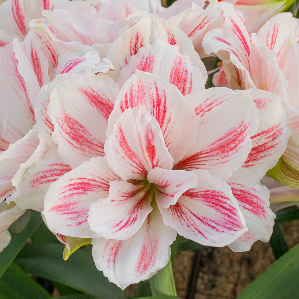 Amaryllis 'Aquaro'