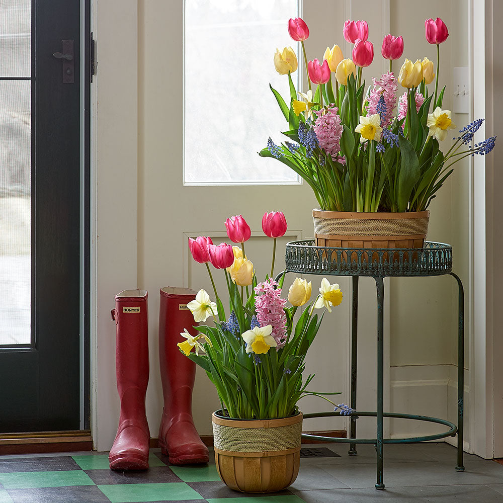 Burst of Spring Bulb Garden