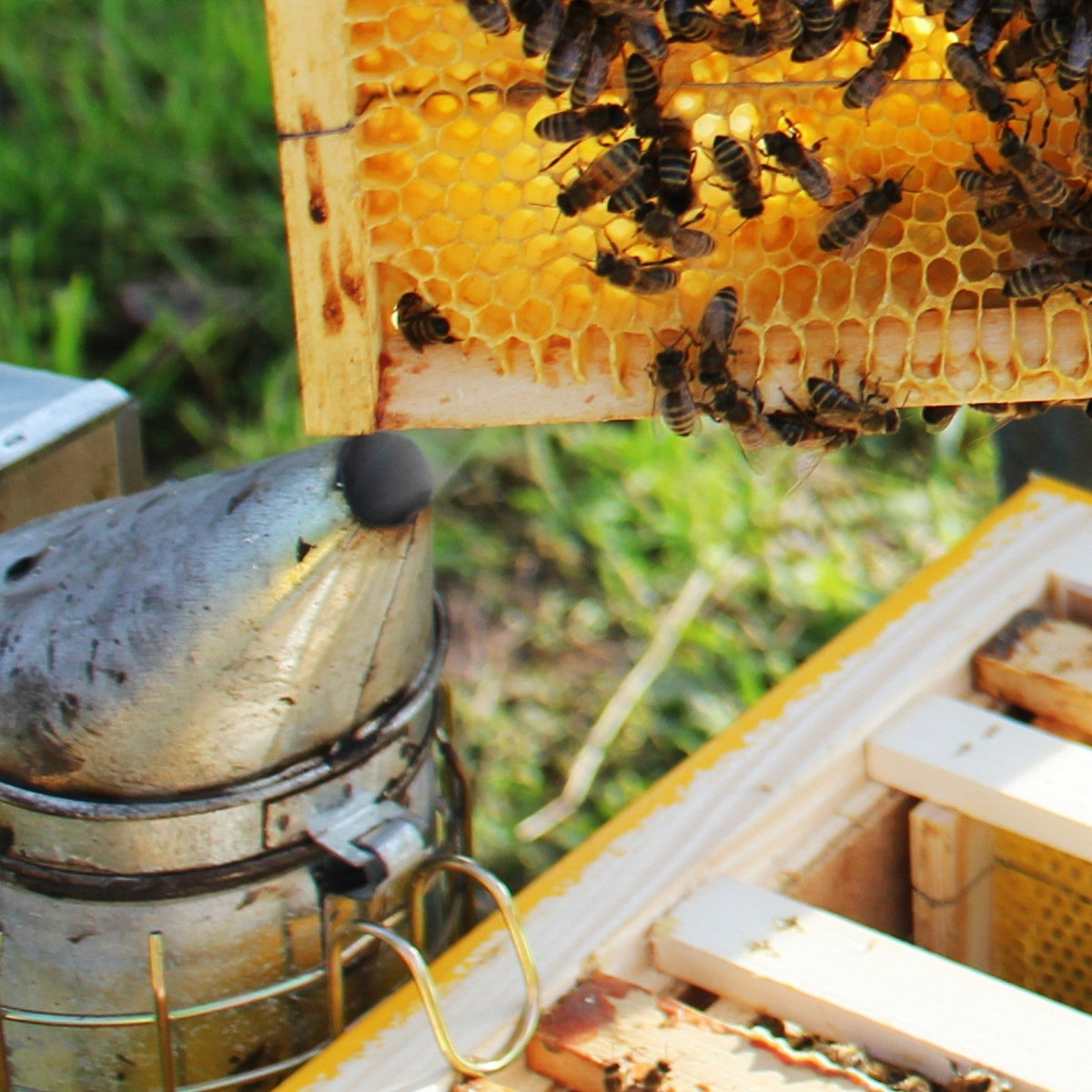 10-Frame Solid Base Board for Hive