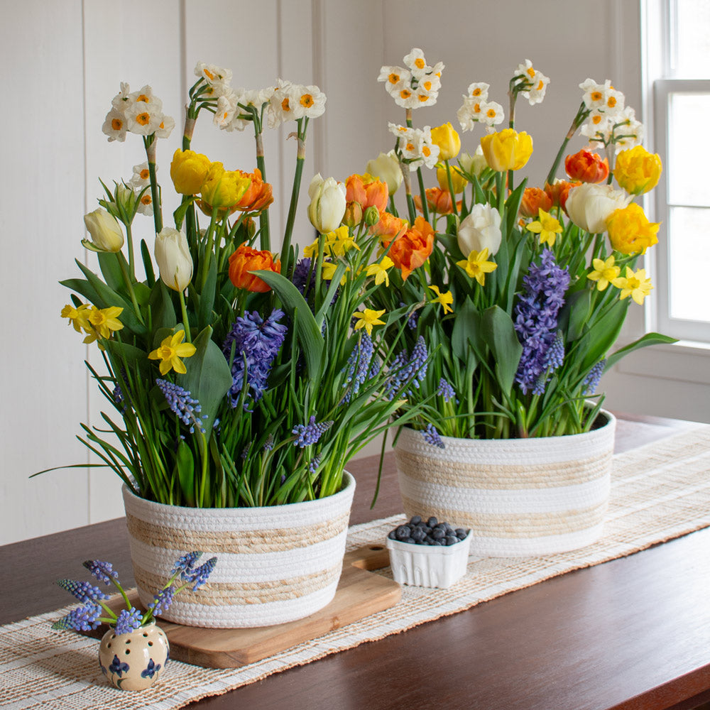 Confetti of Flowers Bulb Garden