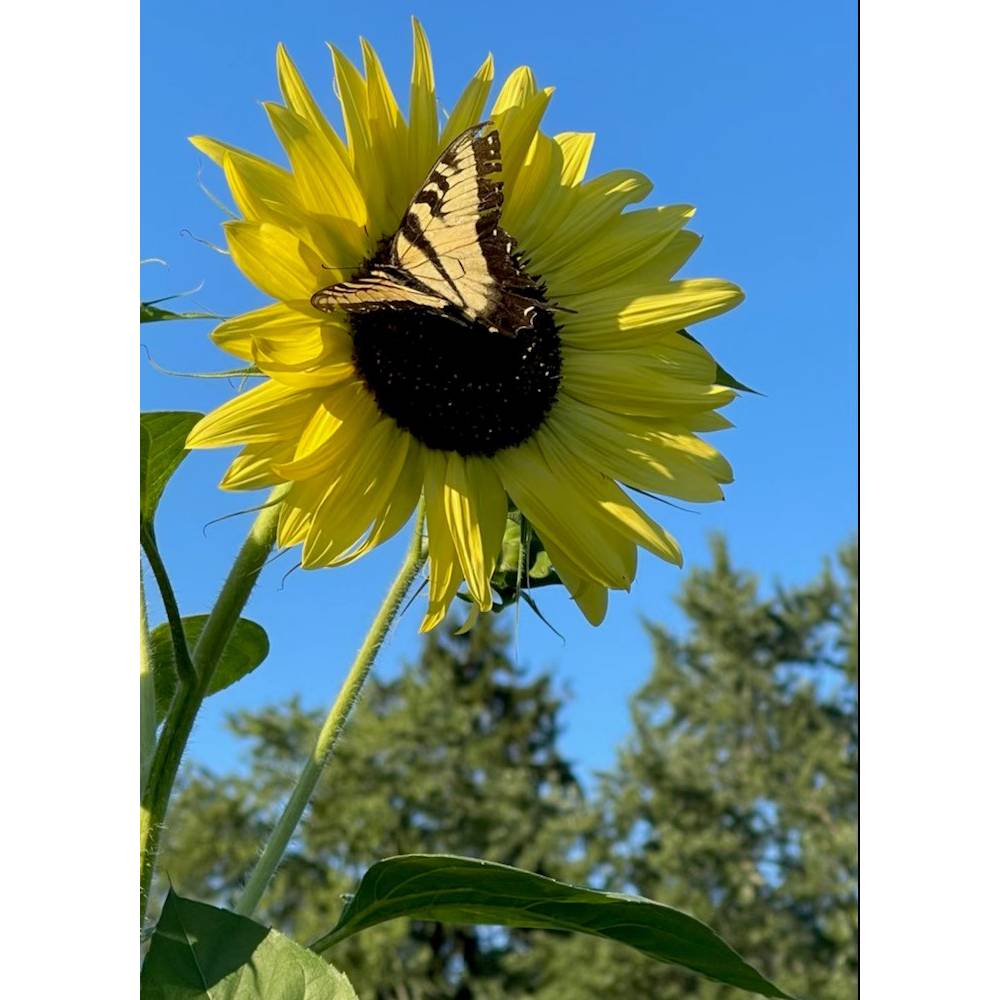 Lemon Queen Sunflower Seeds - Organic